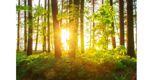 Top 10 Nature Reserves To Explore Near Montreal | MontrealDirectory.ca