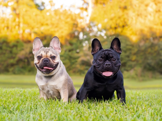 Top 10 Dog Breeds